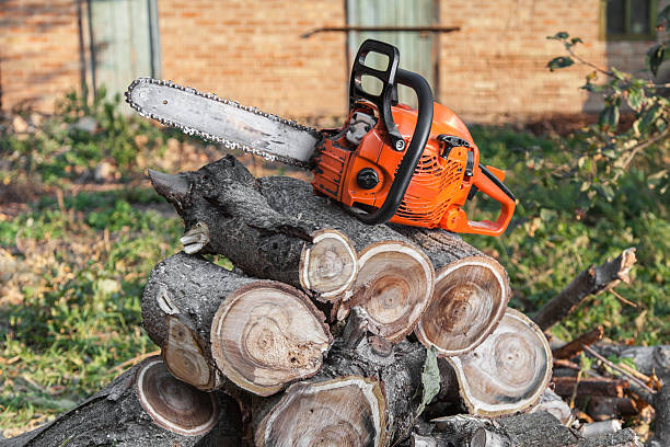 Reliable Long Creek, IL Tree Service Solutions